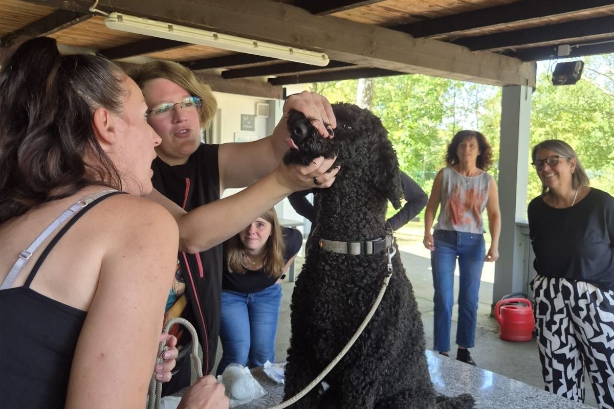 Praktische Übungen beim Seminar Erste Hilfe am Hund