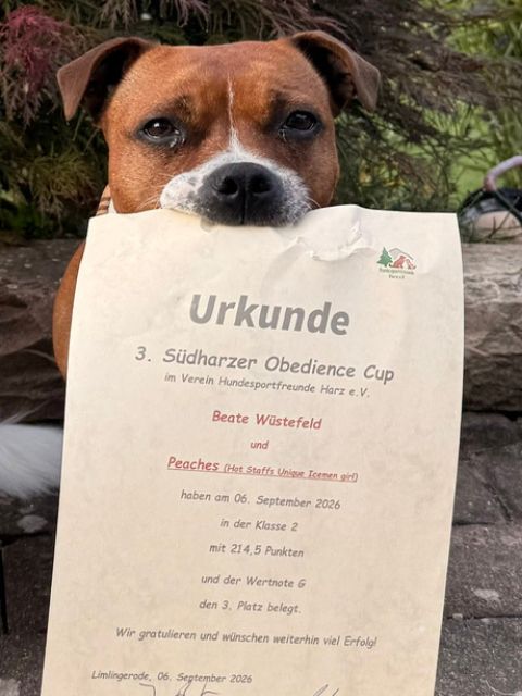 Peaches mit der Urkunde für Platz 3 beim 3. Südharzer Obedience Cup