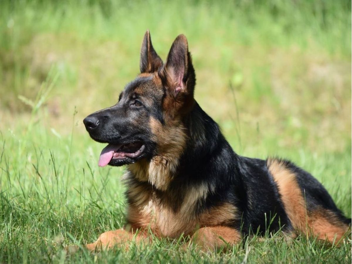 Mensch-Hund-Teams beim gemeinsamen Basisunterricht
