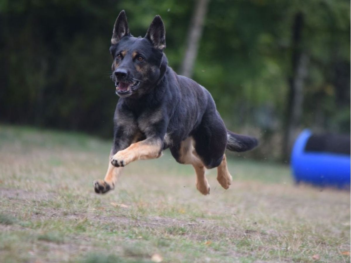 Training von Mensch und Hund im Basisunterricht