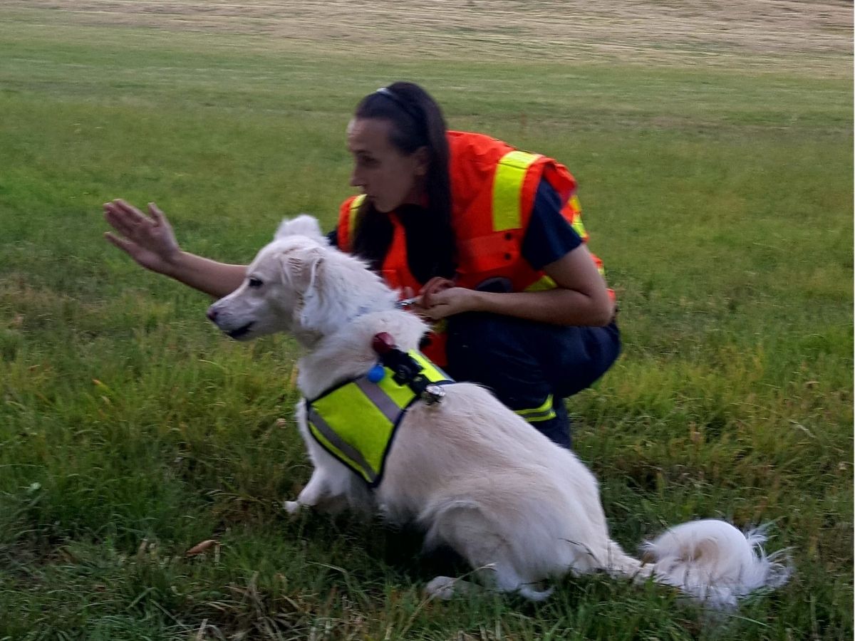 Hund bei der Suche nach einer versteckten Person