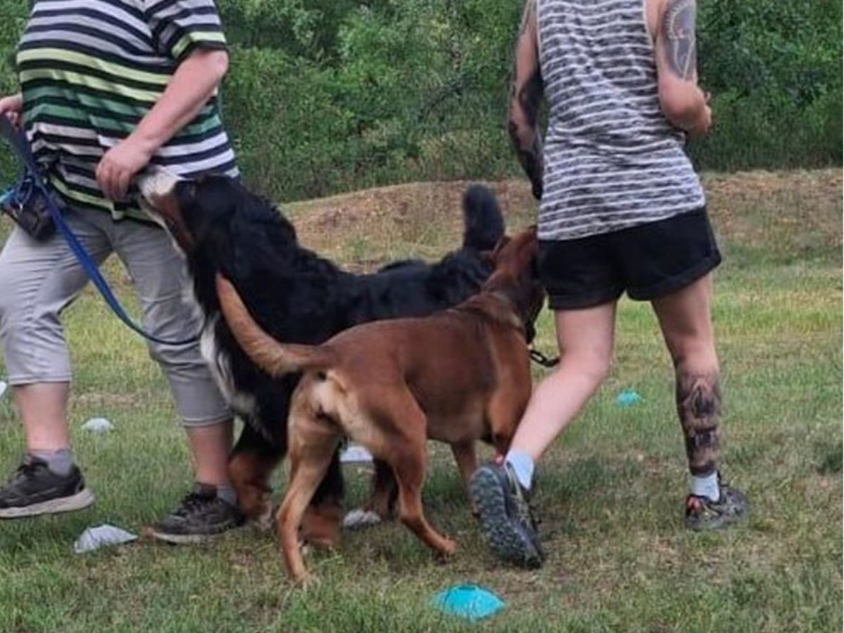Mensch-Hund-Team beim Training der Flächensuche