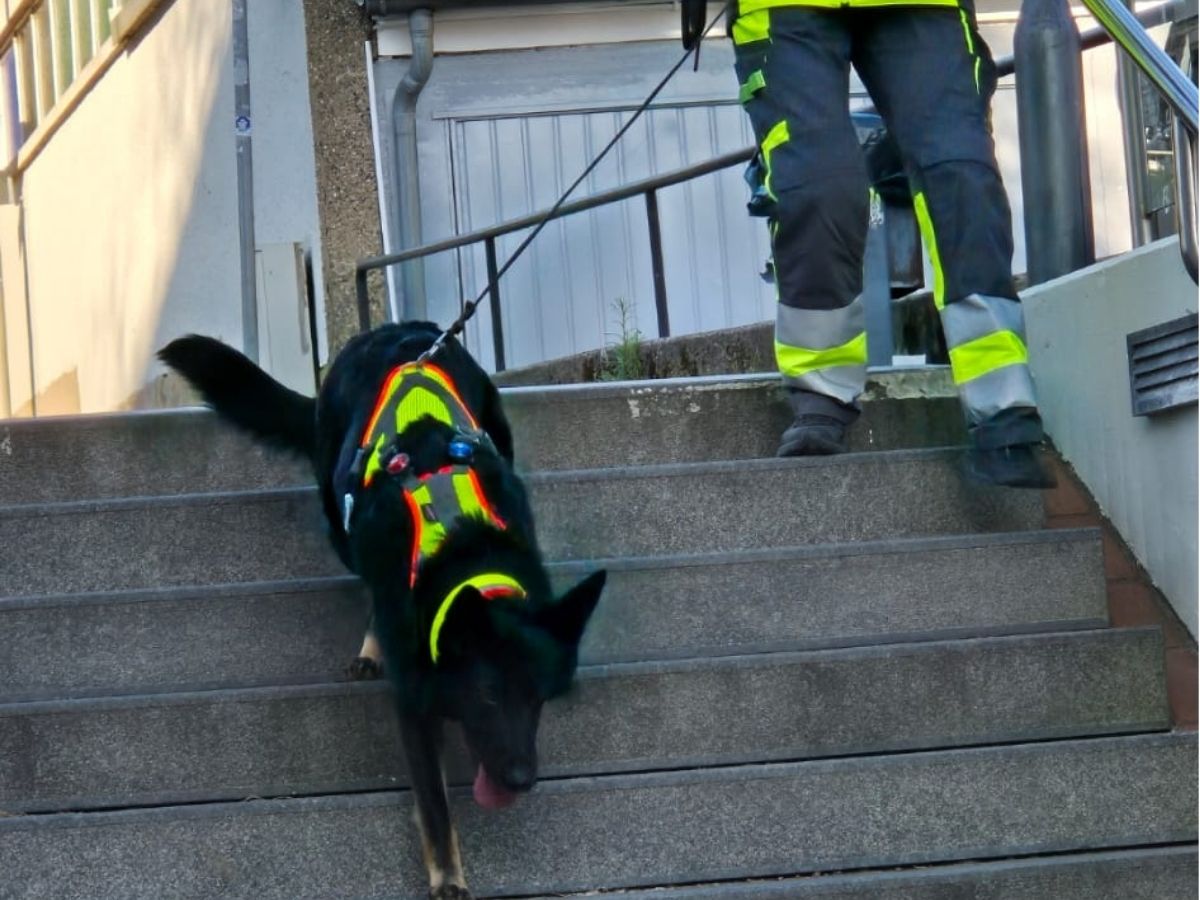 Hund beim Verfolgen einer Geruchsspur