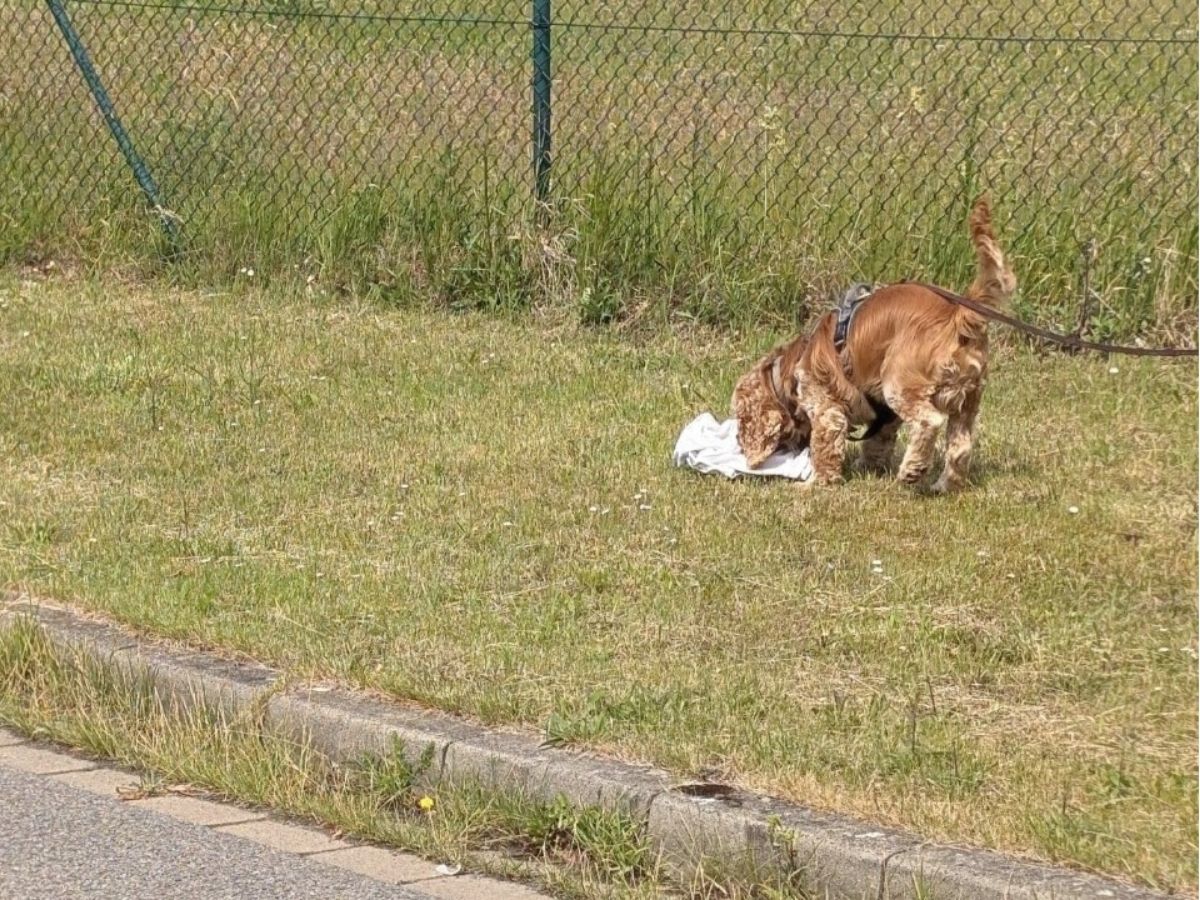 Mensch-Hund-Team beim Mantrailing im Gelände