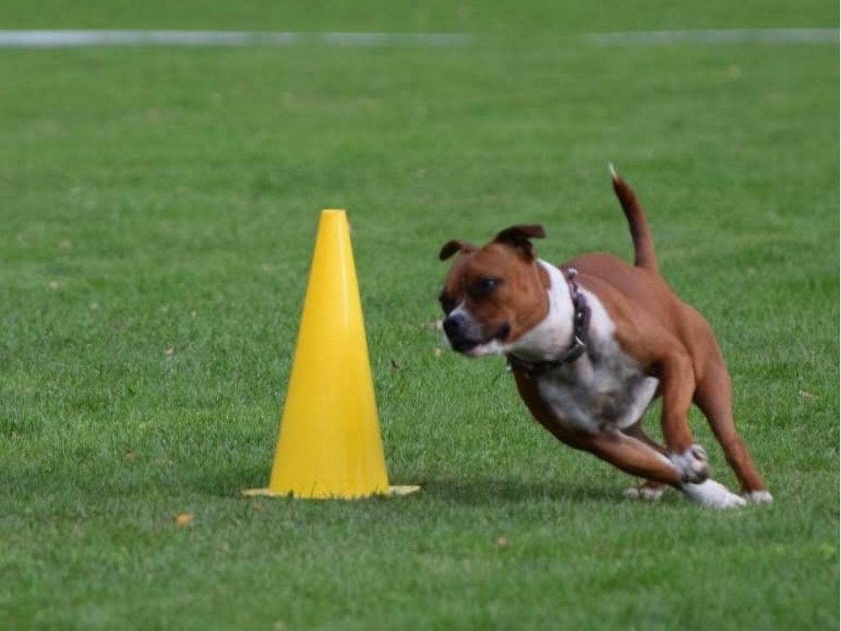 Hund bei einer konzentrierten Obedience-Aufgabe