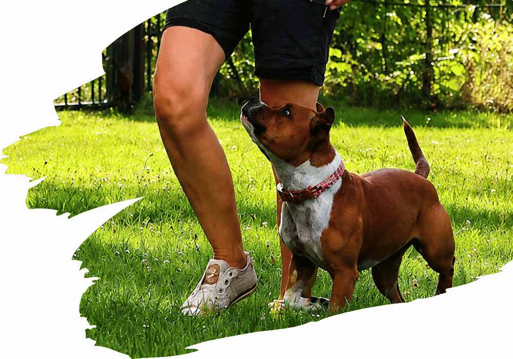 Mensch-Hund-Team beim Obedience-Training des SGV Langelsheim