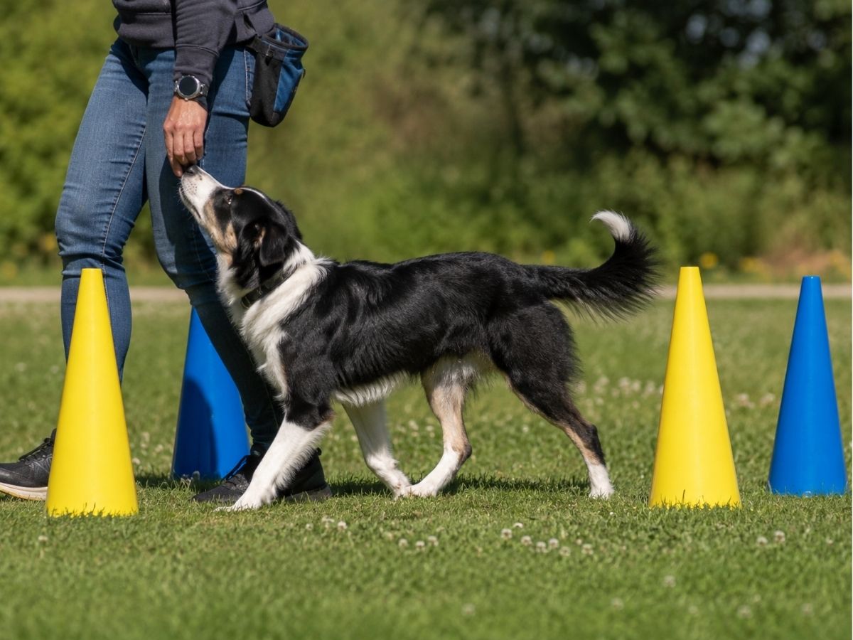 Mensch-Hund-Team zwischen Pylonen beim Rally Obedience