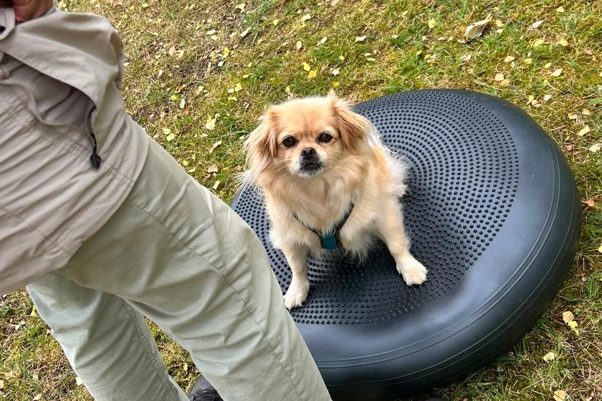 Seniorenhund bei einer Geschicklichkeitsübung