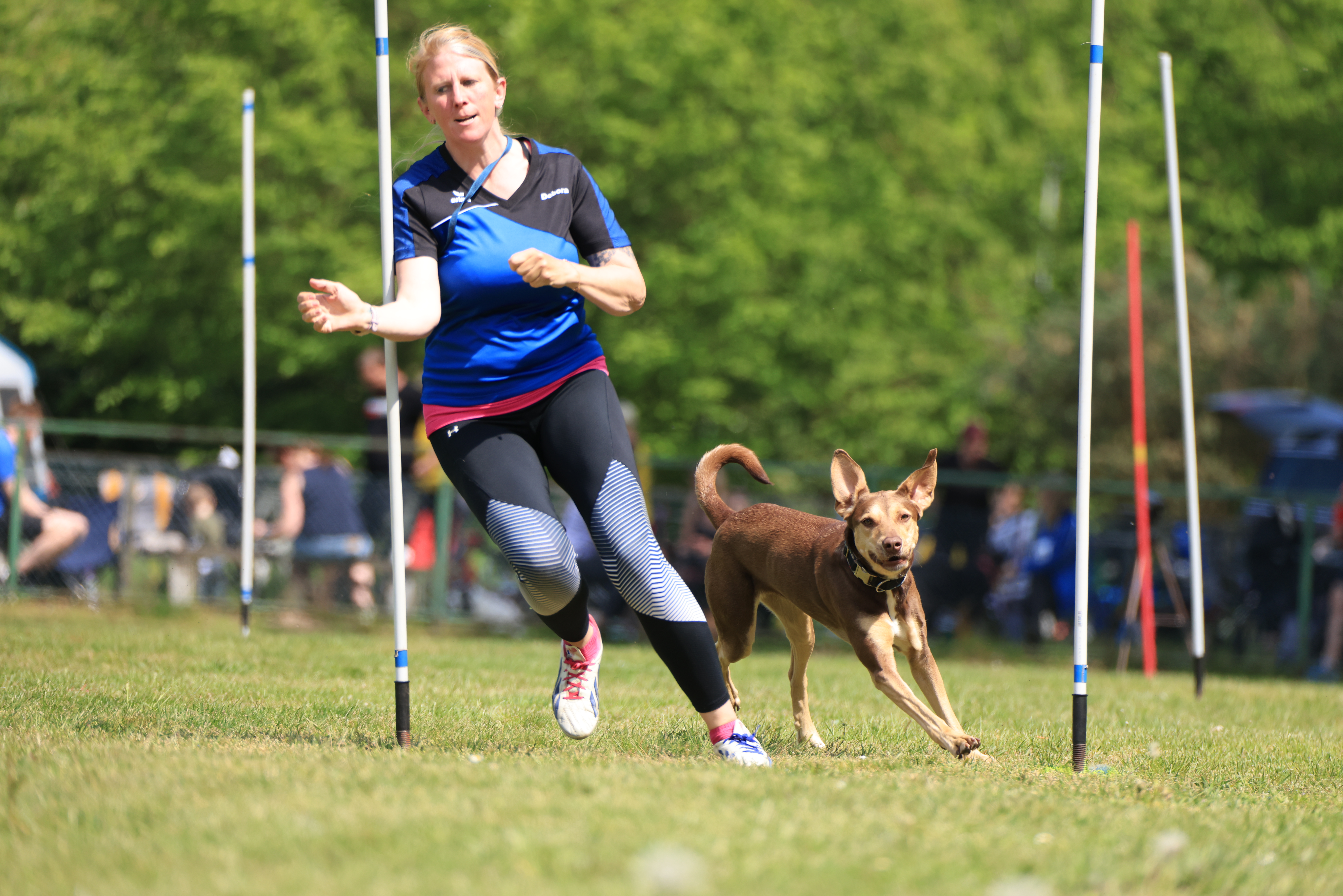 Hund beim Überwinden eines Hindernisses im Turnierhundesport