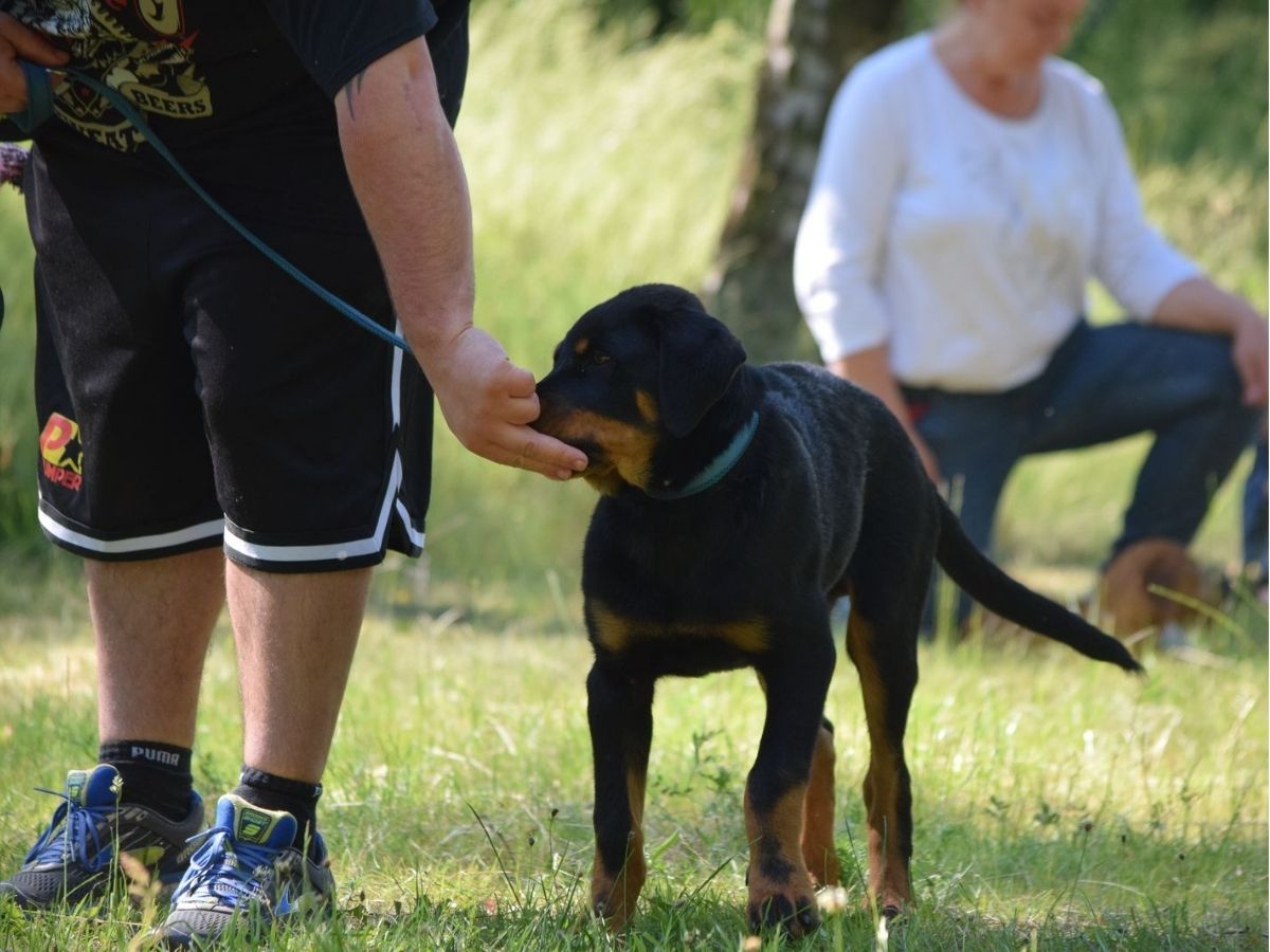 Mensch-Hund-Teams während des Welpenunterrichts
