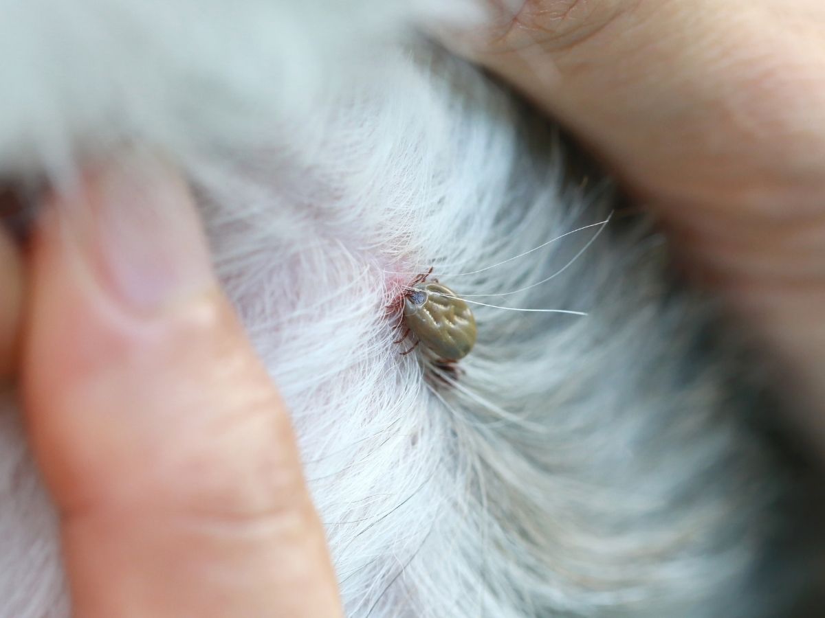 Mensch-Hund-Teams bei einem Social Walk