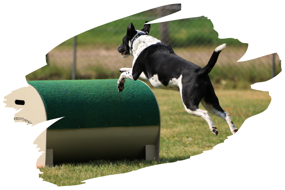 Hund beim Hundesport