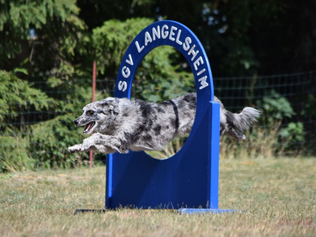 Hund am fertig gestalteten blauen THS-Durchsprung